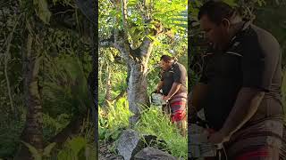 ASMR Tree Felling with a Chainsaw | Satisfying Cutting Sounds