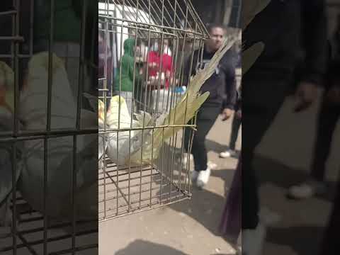 اسعار عصافير الكوكتيل