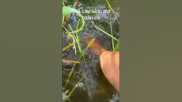 Thả câu bằng chai nhựa kiếm lươn ai ngờ toàn cá… #cauca #fishing