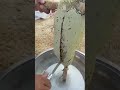 العسل الدوعني مع ابوبكر سالم 