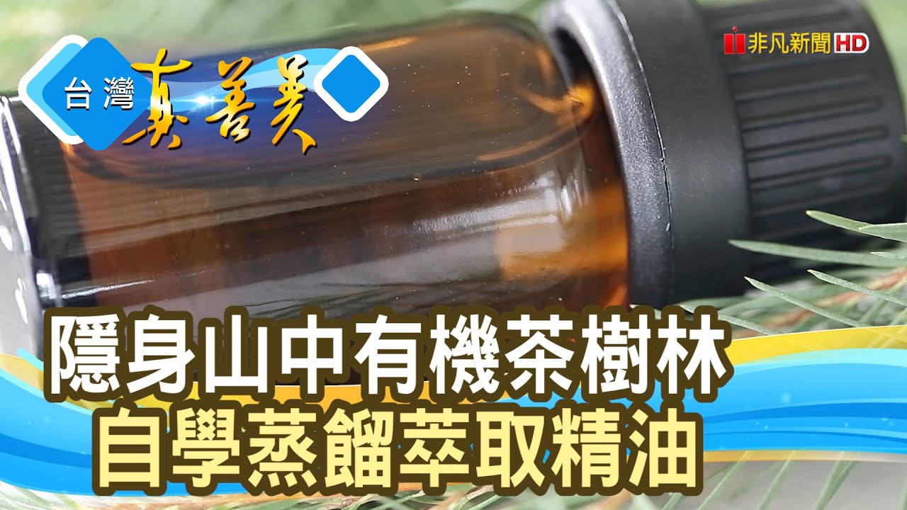 不放棄的山中“茶樹林”｜西埔坊澳洲茶樹莊園｜【台灣真善美】2024.10.20