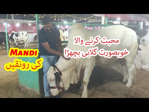 Mandi Ki Ronaqain Most Loving Gulabi Bull Bakra Eid Season 2024