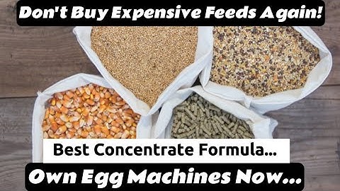 Make High Protein Chicken Concentrate for Layers & Broilers – Easy Formula!