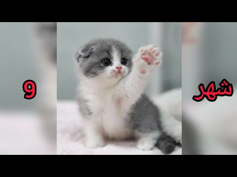 قطتك حسب شهر ميلادك