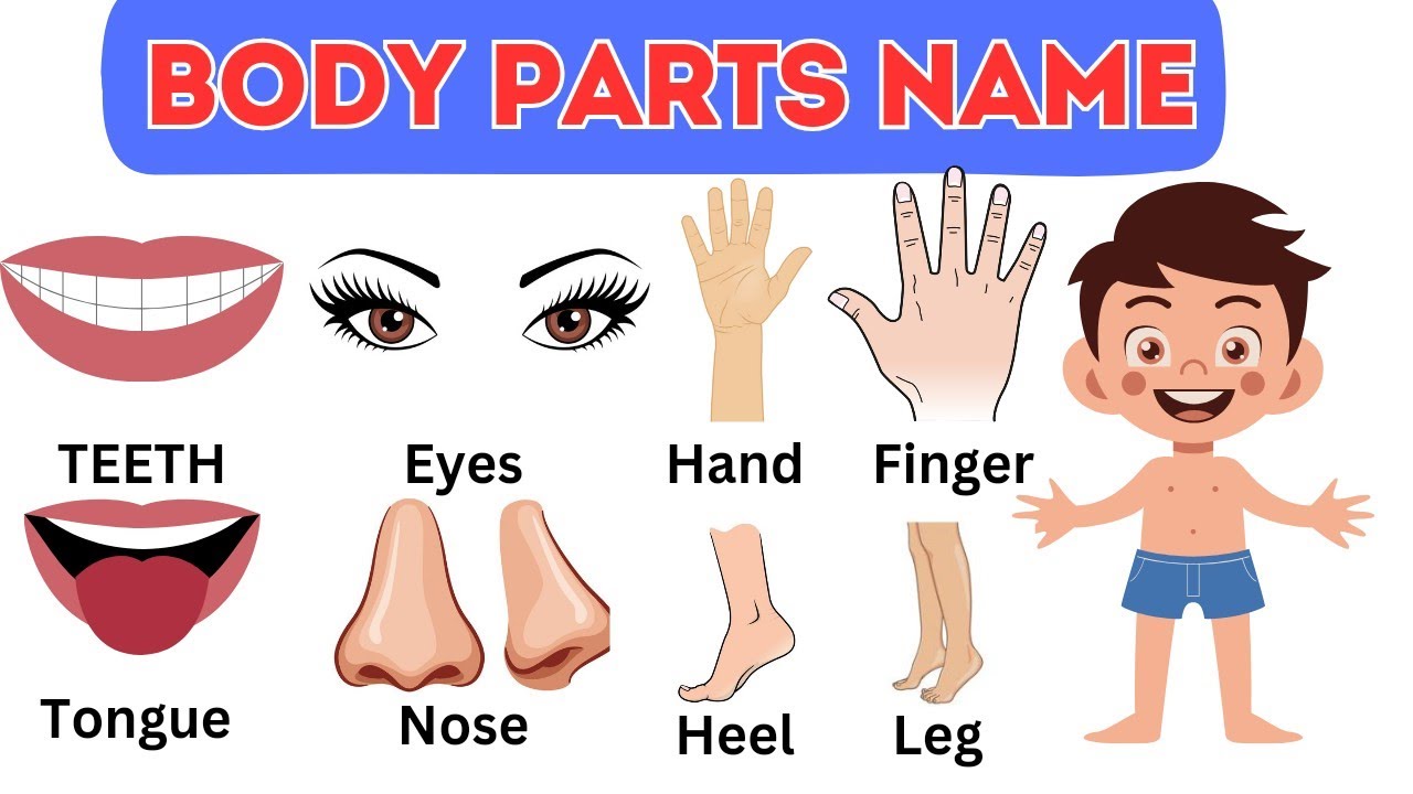 human-body-parts-name-body-parts-name-in-hindi-english
