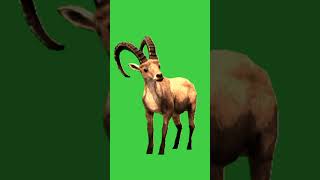 Alpine Ibex Animals Green Screen Chroma Key