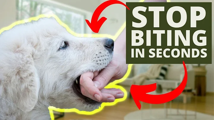 How To Stop Puppy Biting In Seconds - DayDayNews