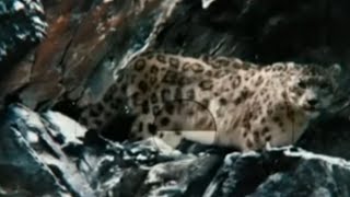 The Secret Of Life Walter Mitty 2013 - Snow Leopard Screen Time
