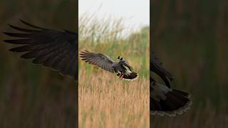 Snail eating birds?? Meet the snail kite. An endangered bird that lives south Florida swamps. #bird