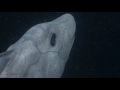 Акула-призрак с заячьими зубами