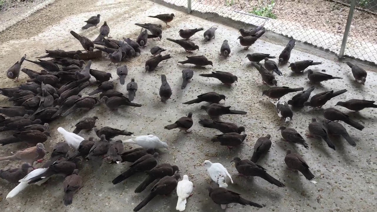 Trại chim cu gáy văn yên yên Bái