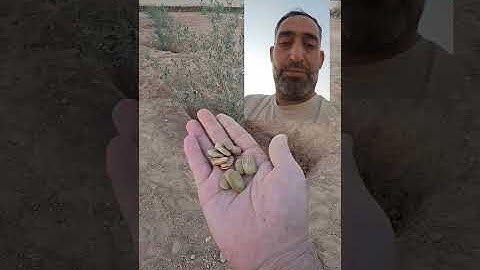 هل تنجح زراعة الخضار في احواض اشجار الزيتون