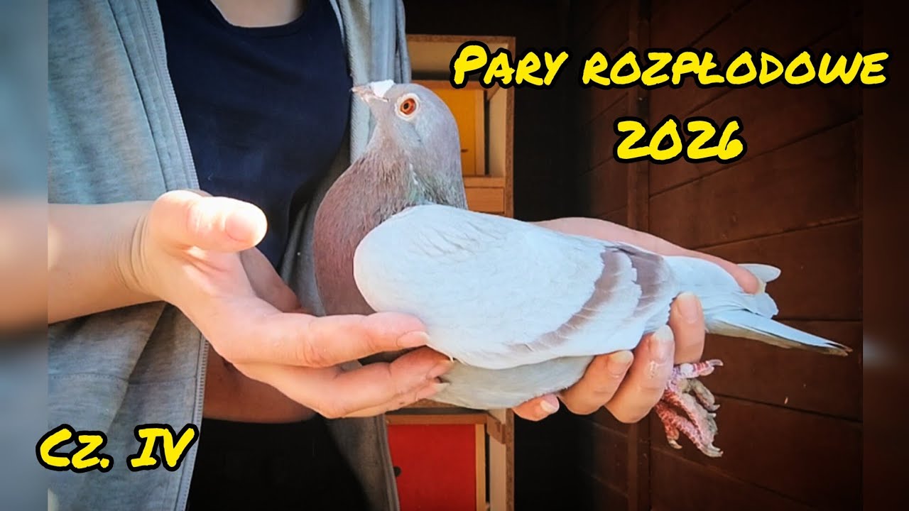 S3 E:5: Jakie one są piękne 😍🔥 KOLOROWE GOŁĘBIE POCZTOWE 🕊️ ROZPŁÓD - Część Czwarta 🥰🕊️🕊️
