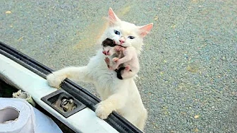 If you are willing to get in the car, I will take you away." Her fate has changed since then