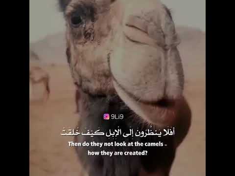 القارئ عبدالرحمن مسعد افلا ينظرون الى الإبل كيف خلفت