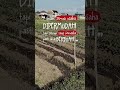 Tidak semua usaha dipermudah tapi semua yang berusaha pasti akan berbuah #usaha #usahadandoa
