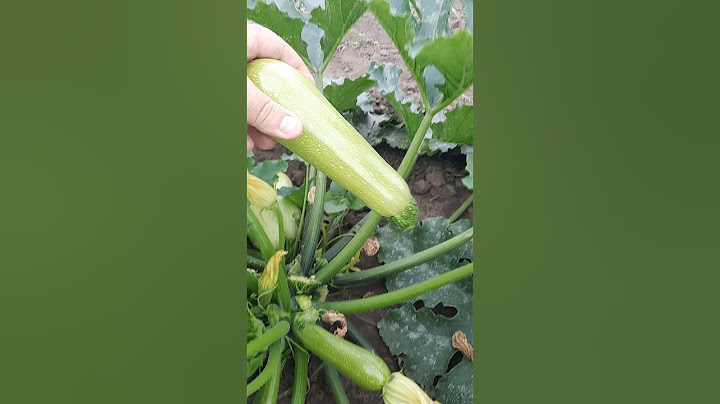 Супер Кабачок Корделія