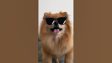 Dancing Machine 🪩 #pomeranian #funnyanimals #shorts