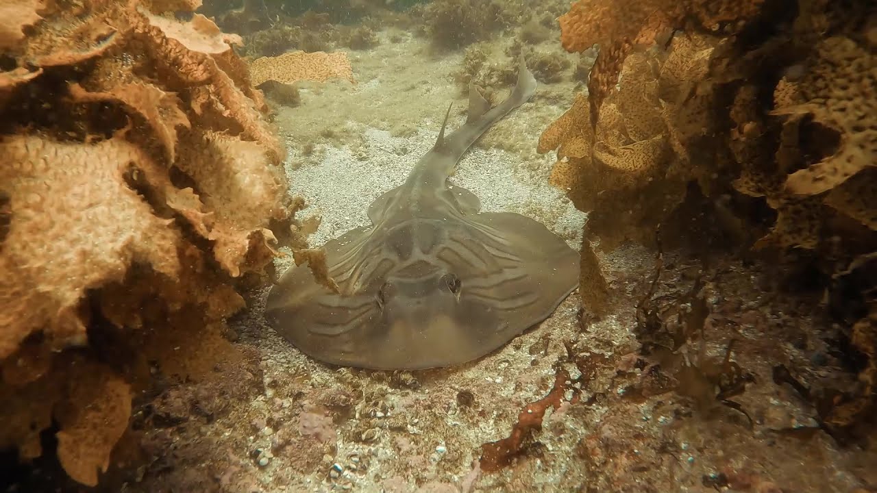 Raie guitare australienne, trygonorrhina fasciata