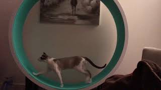 Wheel by Brankley Cattery 59 views 5 years ago 13 seconds