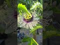 First Passion Fruit Flower 4 April 2025.