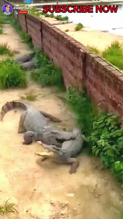 Pertarungan Buaya vs Buaya #Shorts #shortvideos #buaya #buayabesar #viral @RAMO_GAO