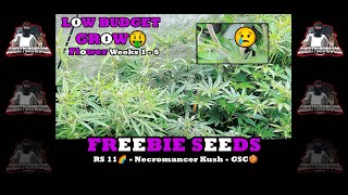Low Budget GROW🤑 - Freebie Seeds - RS 11- Necromancer Kush - GSC Extreme - Weeks 1- 6 FLOWER