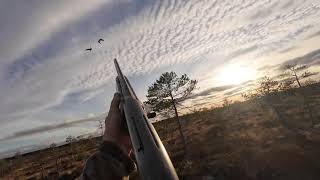 видео: Охота на Гуся осень 2025 г картинка: Охота на Гуся осень 2025 г