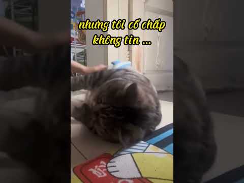Video: Kačių nutukimas