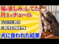 【2ch動物スレ】楽しみにしてたチュールが犬に盗み食いされたと知った瞬間の猫の反応wwwww