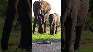 Baby Elephant scare with snake stay in front of. Mather protect his child. #elephant #snake #animals