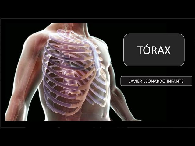 Anato 07 Y 08 | Tópicos esenciales de Tórax y Dorso - SOCIBASF