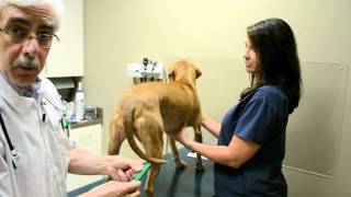 Riverview Animal Clinic-Flea Control
