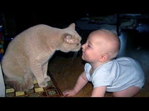 CRAZY KITTEN vs BABIES, get ready for LAUGHING! - FUNNY and CUTE COMPIALTION!