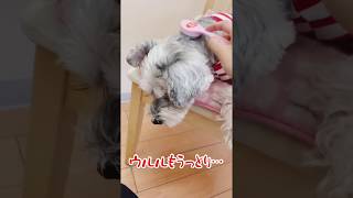 新潟市　ペットショップ  猫舌とろん　犬にもいい！