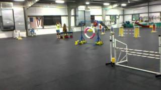 Queen City Dog Training Competition 6/19/2011