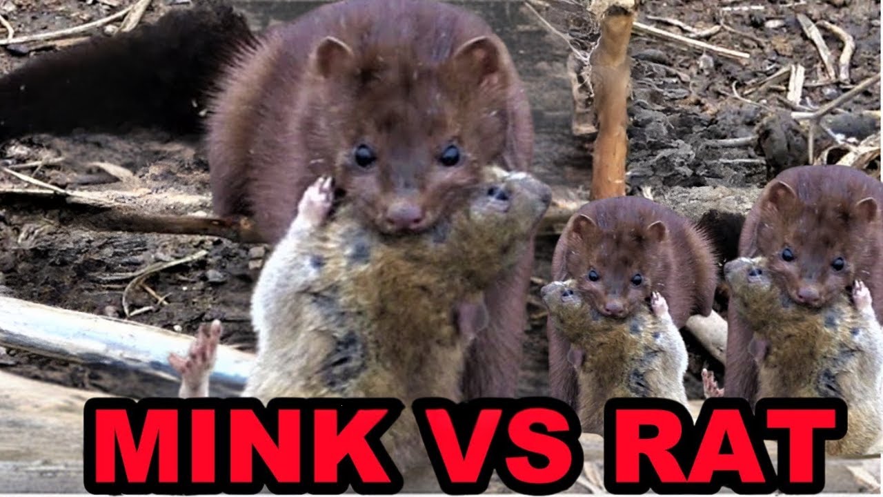 Rat Shouting Rat Shooting, vermin control on local farm. #hunters #hunting #rat # ...