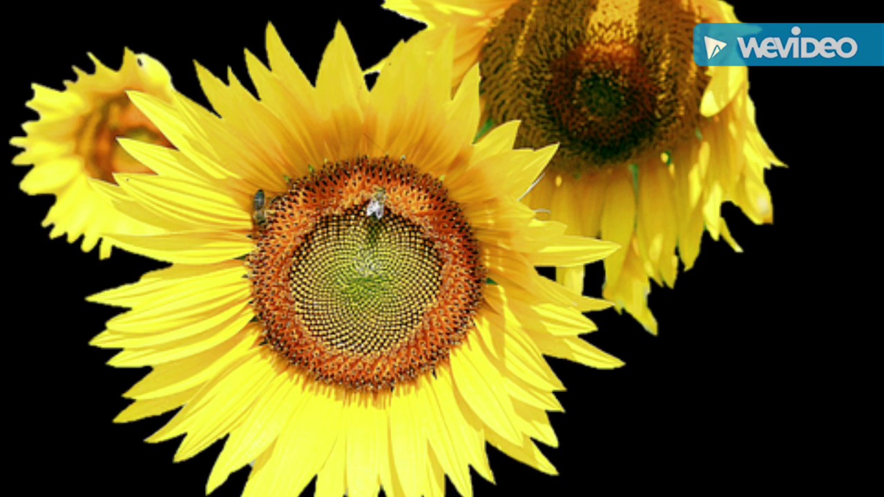 Guided Meditation: Mindful Patience