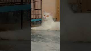 Persian white catoo🫠🖤✨ #abbottabad #birds #persian #russia #fypシ゚viral #aseelmurga #kittens