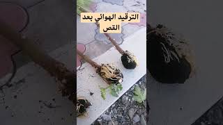 الترقيد الهوائي بعد القص لافضل انواع التين للزراعه في سلطنة عمان air layering for fig trees