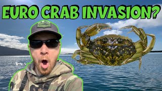 Are European Green Crabs Becoming a HUGE PROBLEM???