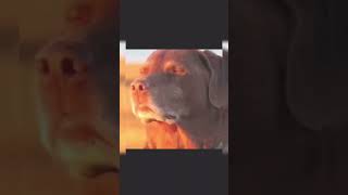 WTF 1 de dégâts sur fortnite ? #fortnite #fluxstore #viralvideo #humour #viralshort #memes