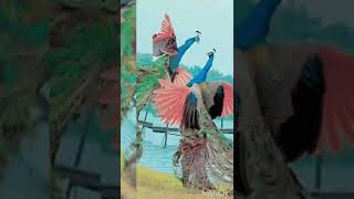 Peacock photos wallpaper /Peacock dp stutas .😘💓🥰🌹#shorts screenshot 2