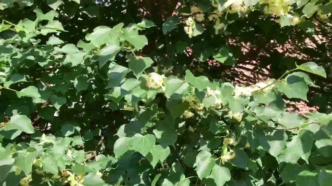 Bees on little leaf linden aka Basswood