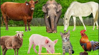 Familiar Animals: Goat, Cat, Pig, Cow, Dog, Chicken, Rabbit, Sheep – Animal Sounds screenshot 5