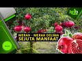 MANFAAT MERAH MERAH DELIMA