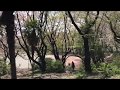 桜が雨のごとく散ってる