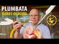 Plumbata - Roman war darts