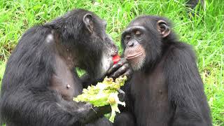 【Loud】July 2021 Tama zoo chimps Fight over lettuce レタスでケンカになる #WorldChimpanzeeDay