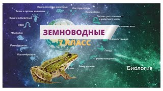 Биология. Земноводные. 7 класс. Урок 16